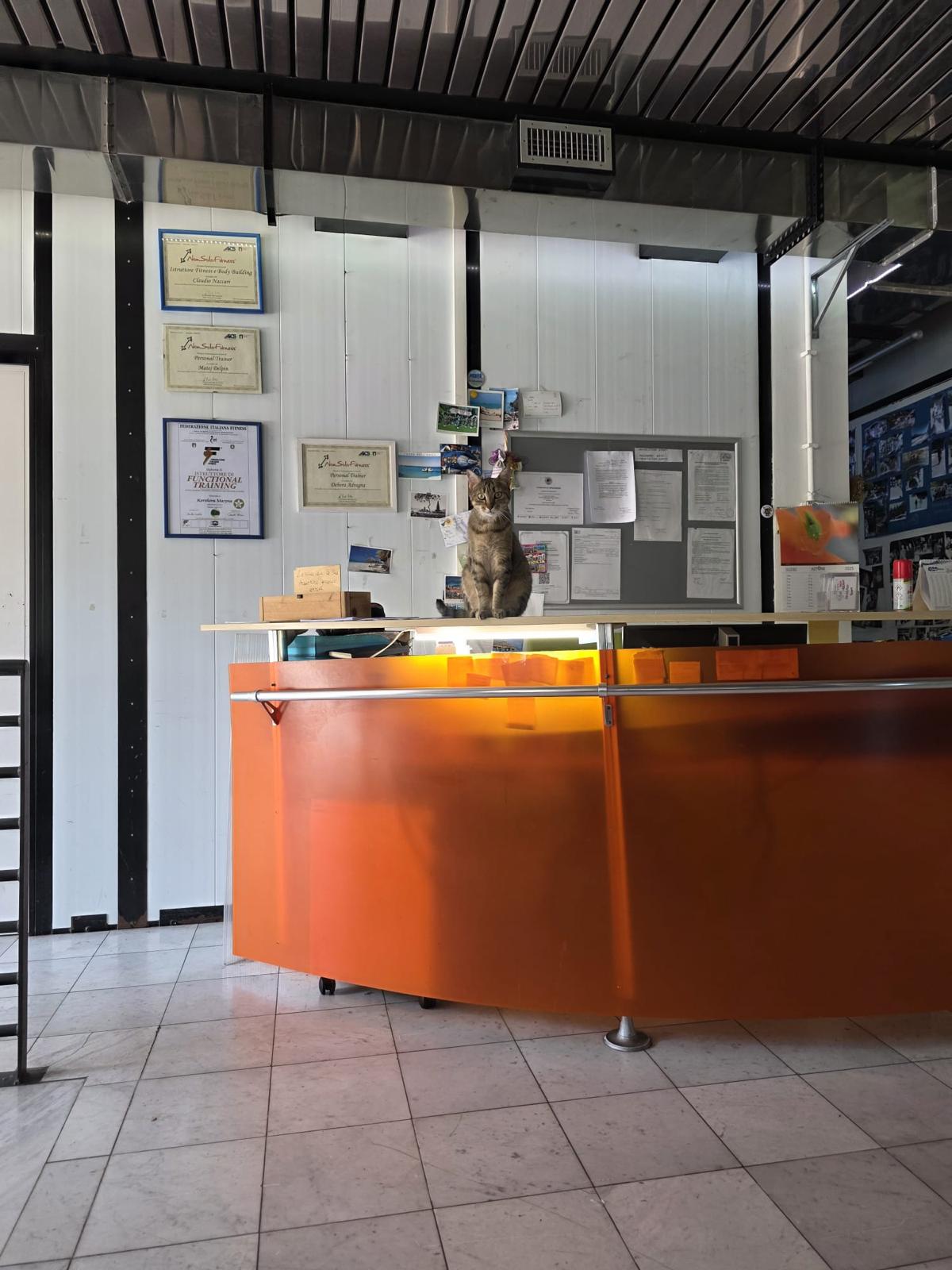 La reception della palestra con il gatto di casa